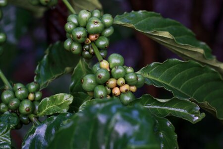 Morning bean green coffee photo