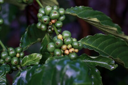 Morning bean green coffee
