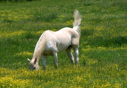 Grazing animal grass photo