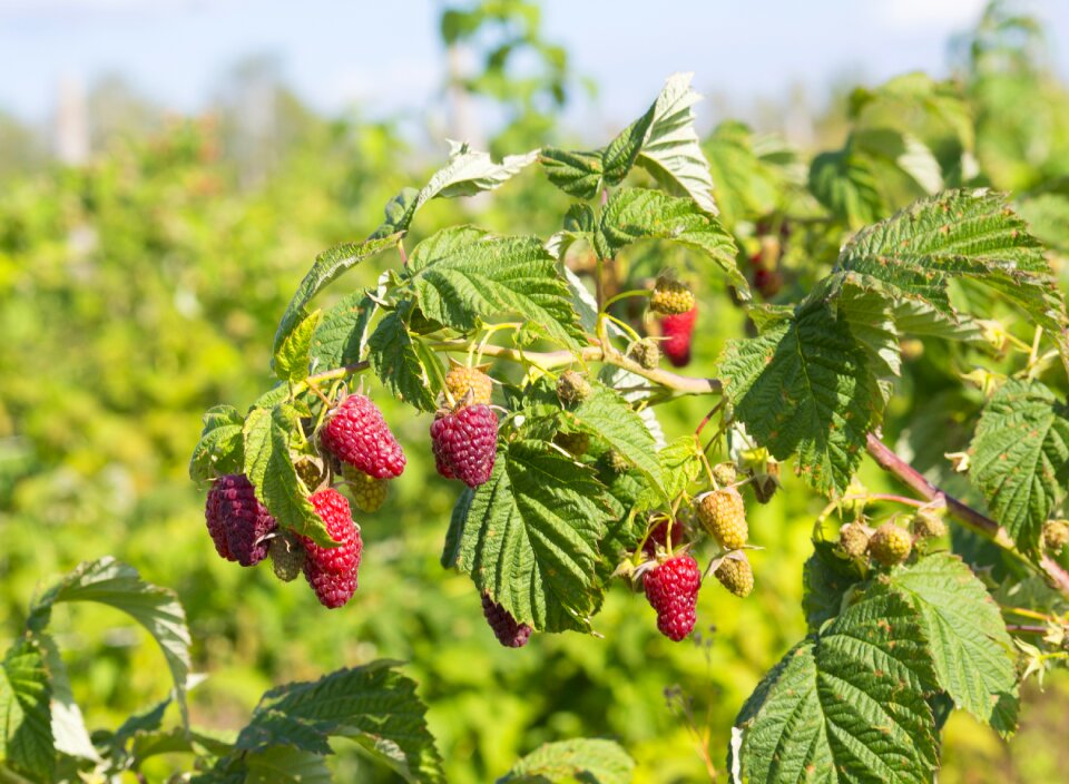Summer healthy berry