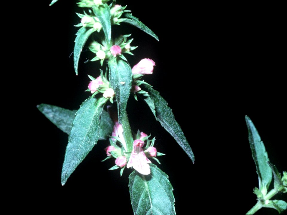 Stachys tenuifolia NRCS-1