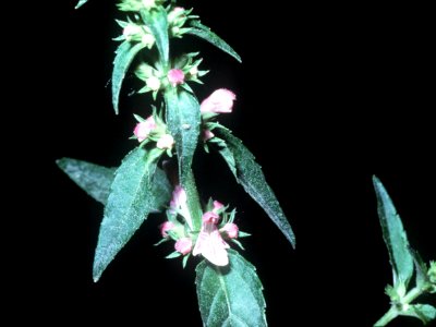 Stachys tenuifolia NRCS-1