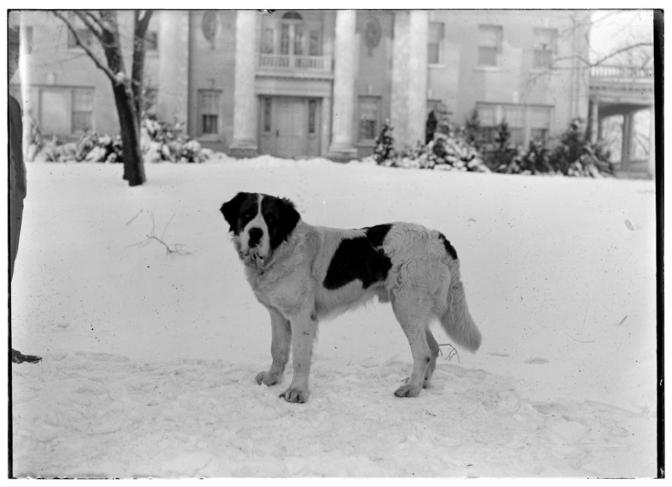 St.Bernhard1