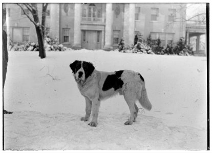 St.Bernhard1