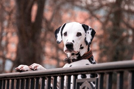 Dogs pet good