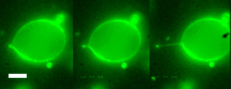 Stable Polymer Nanotubes May Have a Biotech Future (5887836010)
