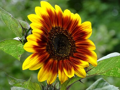Sunflower dark sun flower summer photo