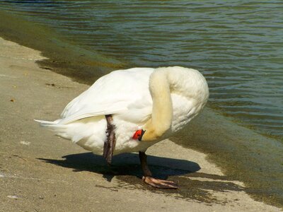 Swan preening water bird photo