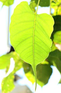 Buddha environment tree
