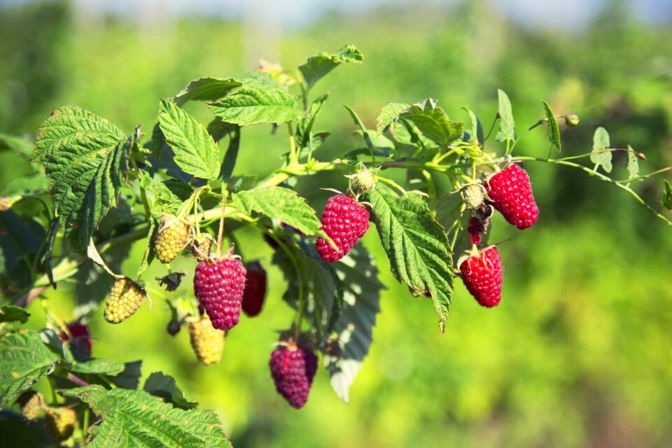 Healthy food garden