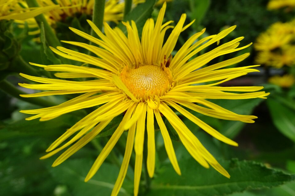 Iluna helenium medicinal plant alantblüte