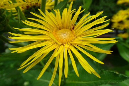 Iluna helenium medicinal plant alantblüte