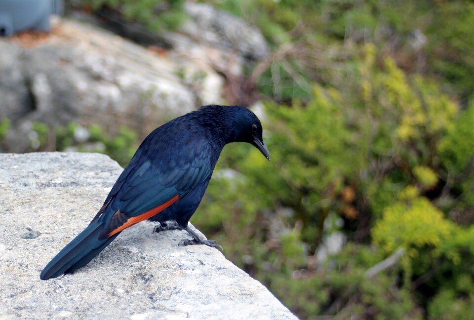 Feather nature birds