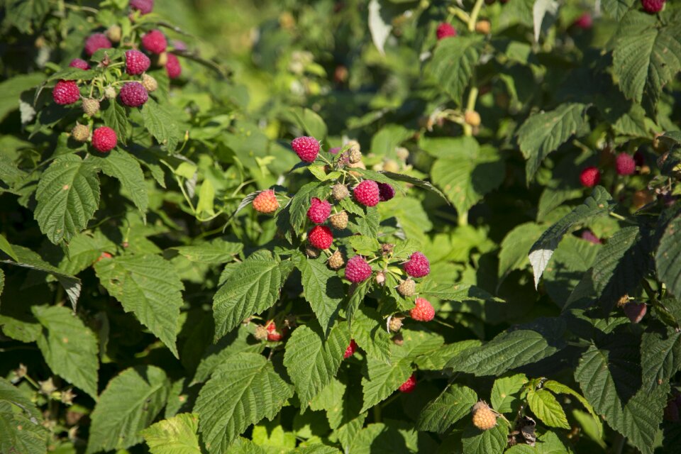 Summer fruit garden