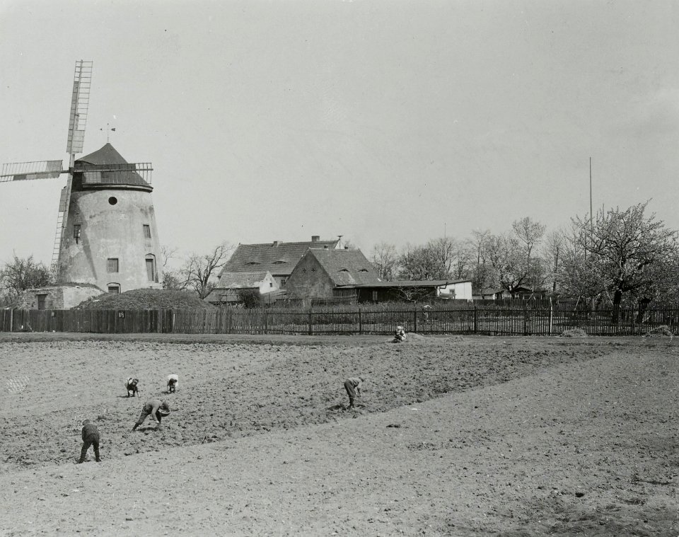 Stadtteilansicht mit Leutewitzer Windmühle (Turmwindmühle)