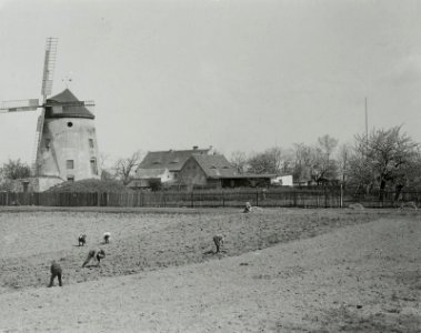 Stadtteilansicht mit Leutewitzer Windmühle (Turmwindmühle) photo