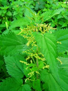 Agra plant wildflower nature photo