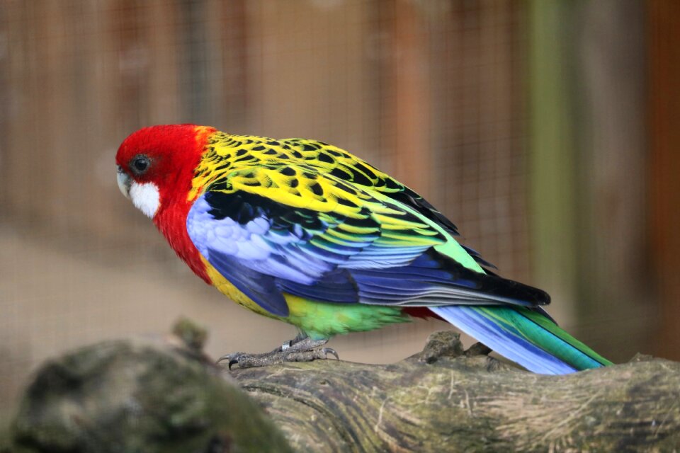 Feather small animal