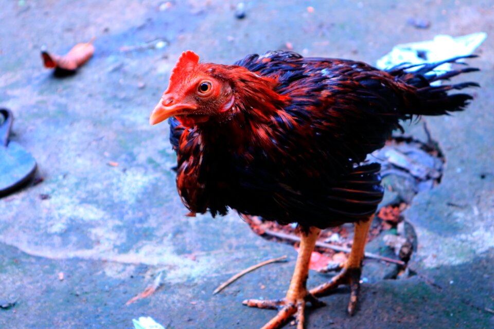 Bird nature isolated