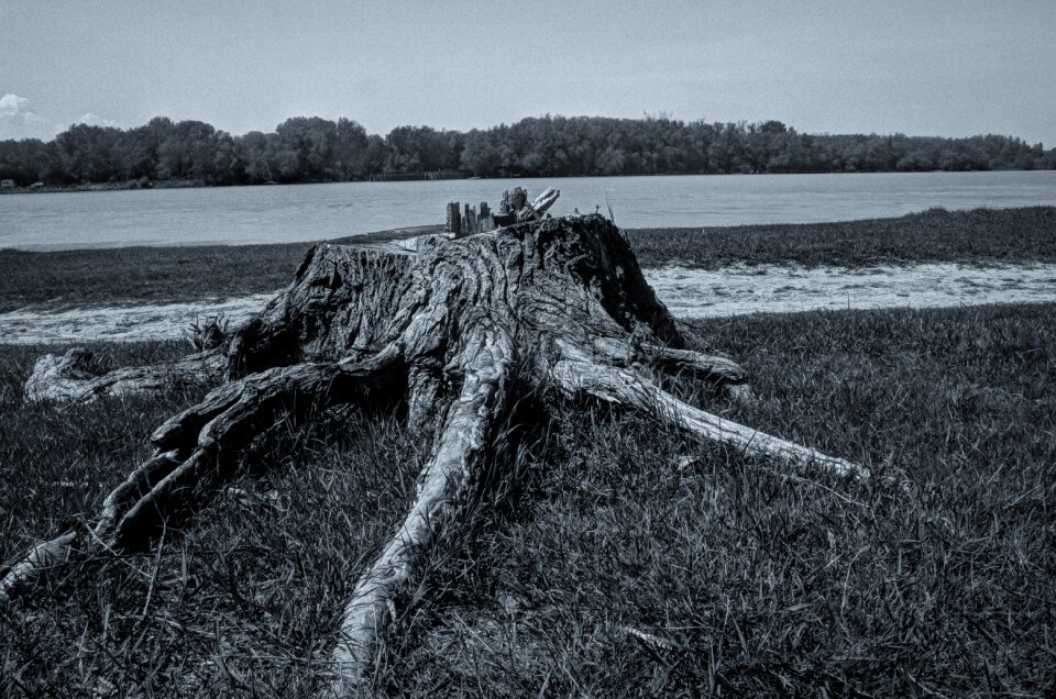 Bark wood polution