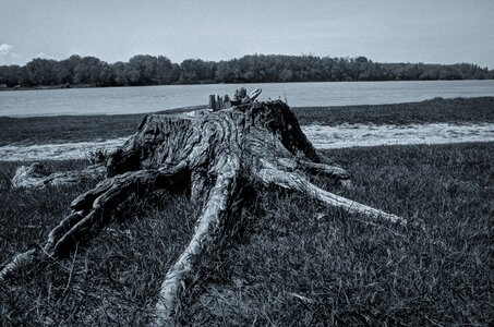 Bark wood polution