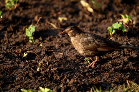 Animal small dirty photo