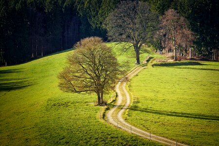 Nature wood away photo