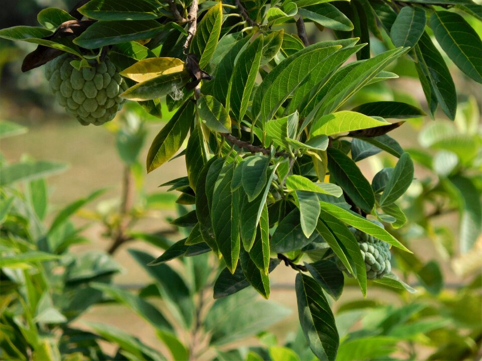 Plant natural organic