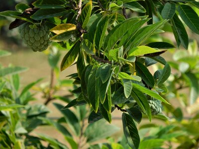 Plant natural organic