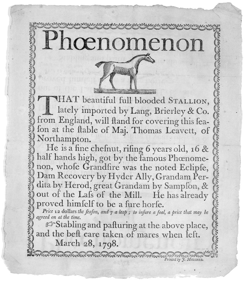 Stallion Phoenomenon