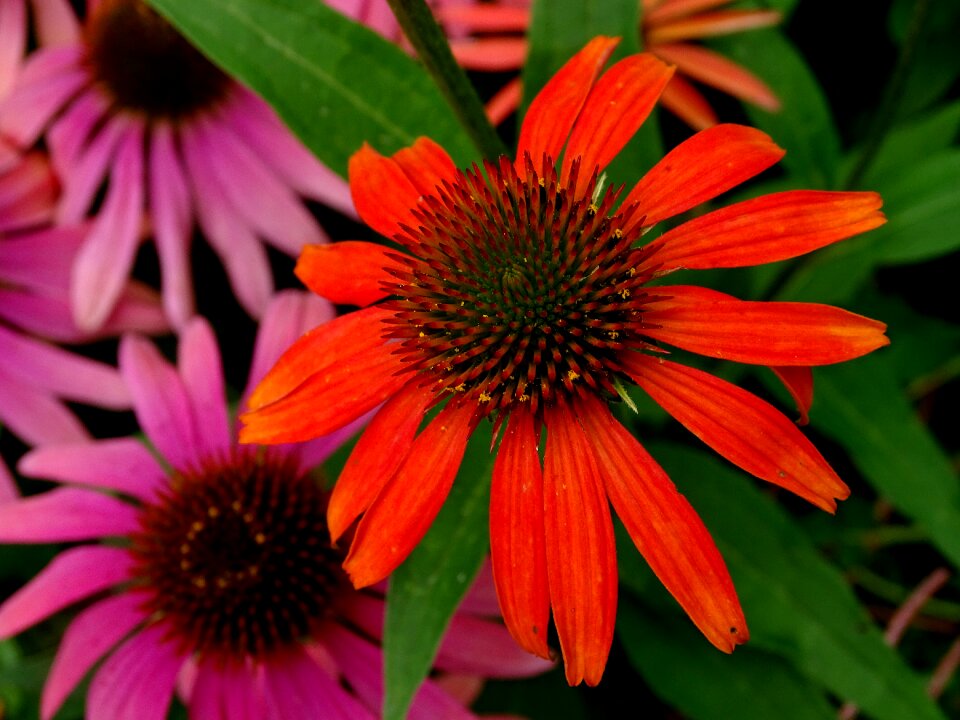 Echinacea purpurea red glow purple coneflower pink sun hat