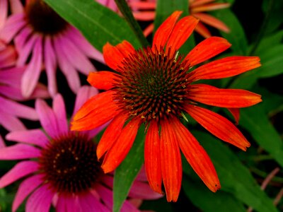 Echinacea purpurea red glow purple coneflower pink sun hat photo