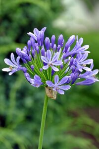 Lily blossom lily agapanthus photo