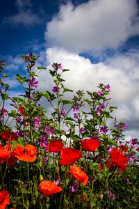 Nature poppy red photo