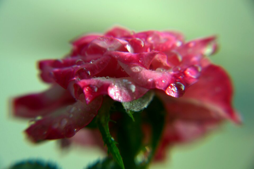 Flower small rose water droplets