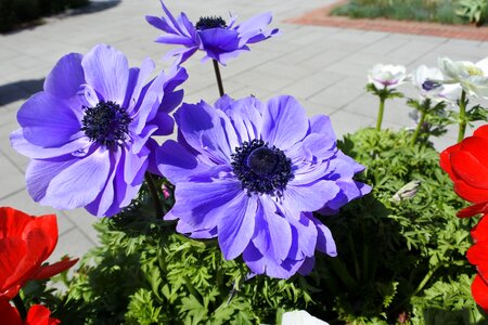 Garden plants korea