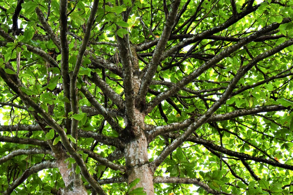 Singapore tree branches