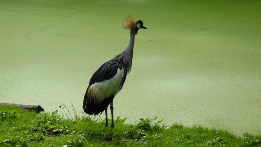 Vogel dier natuur photo