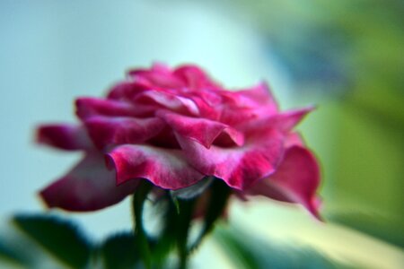 Plant flower small rose photo