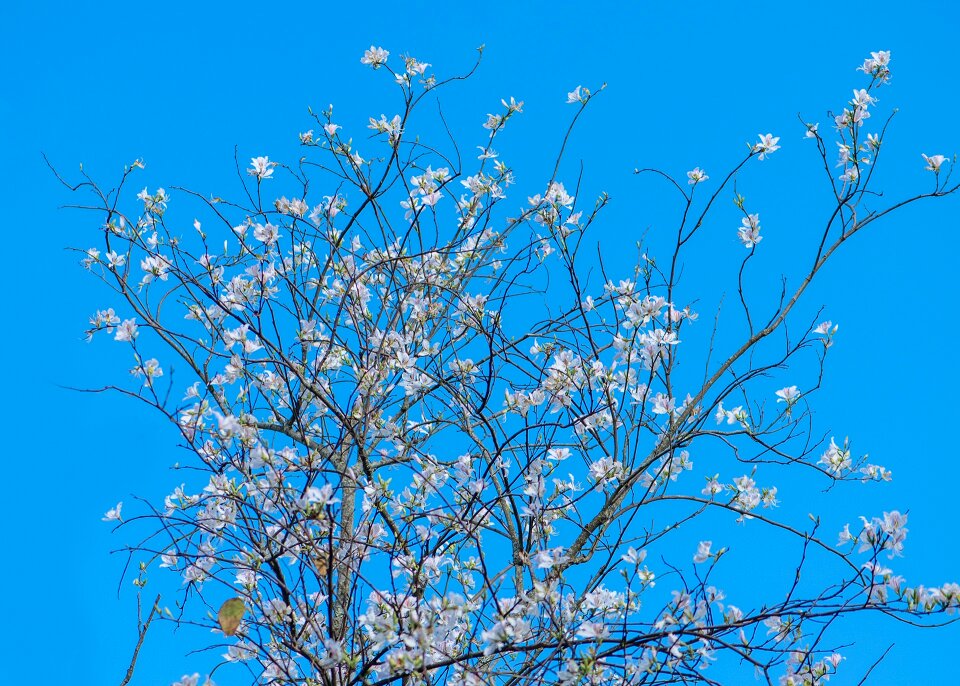 The morning natural white flowers