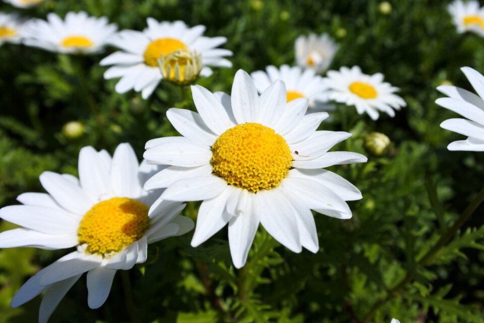 Garden plants korea