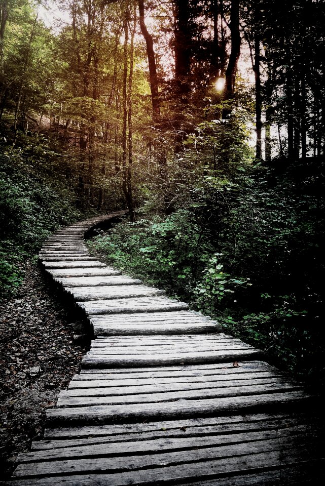 Trees grass forest
