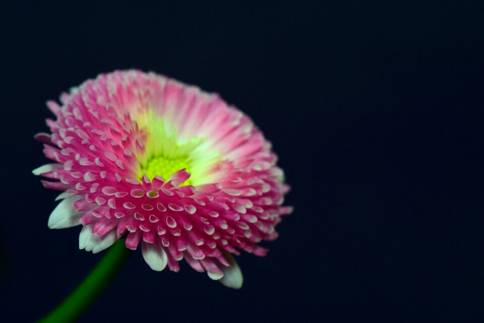 Beautiful flower blossom