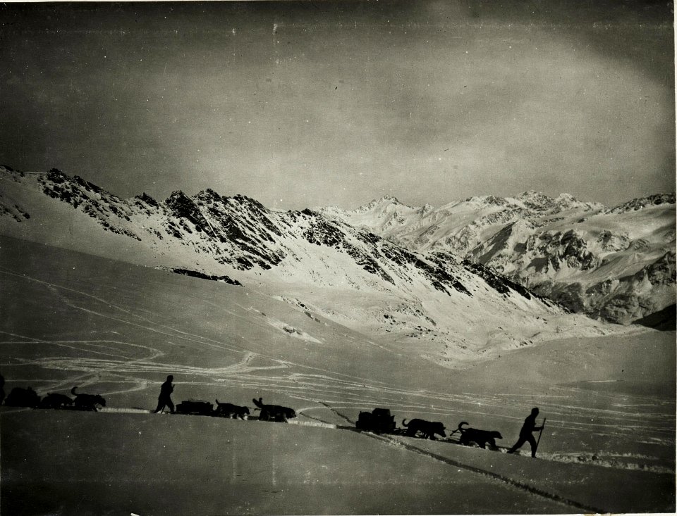 Standpunkt Halle-Hütte, Hunde-Train Kolonne. (BildID 15426874)