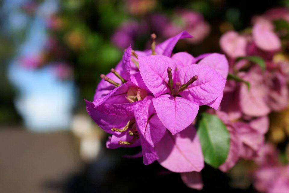 Garden outdoors petal
