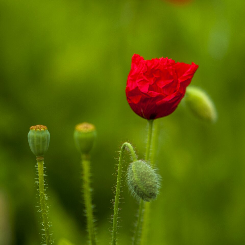 Red close-up natural