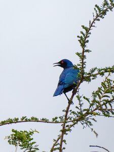 Branch iridescent exotic