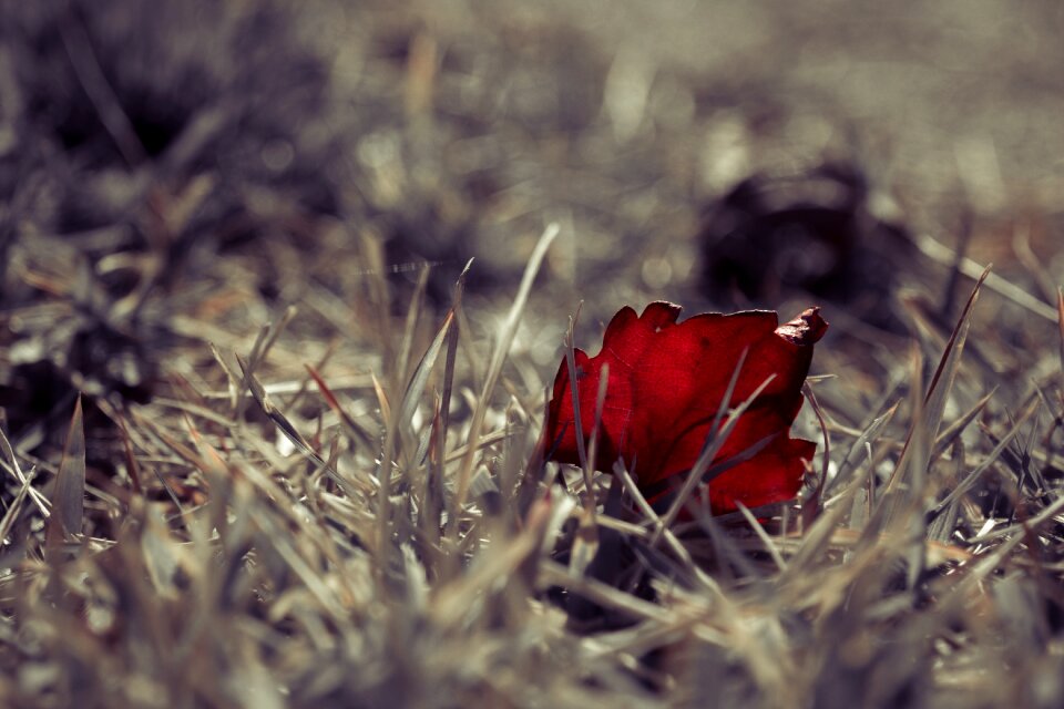 Red color sunshine contrast
