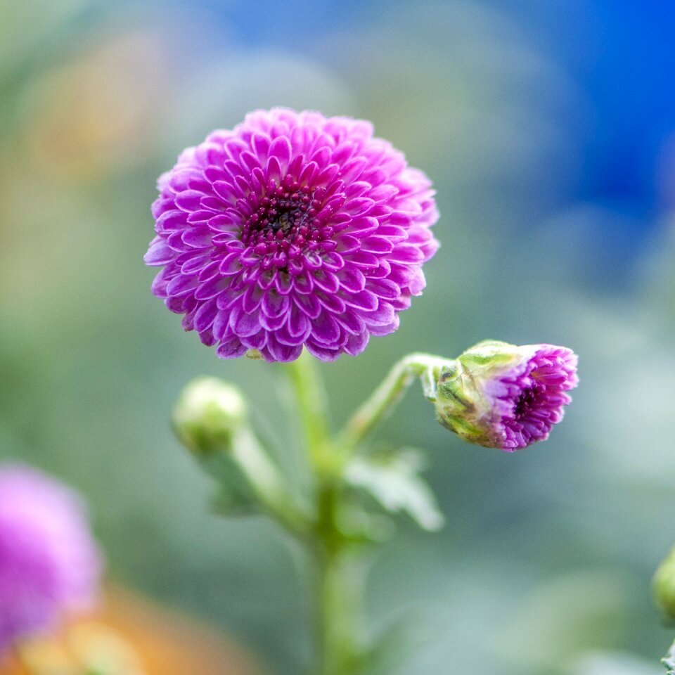 Flower spring close-up photo