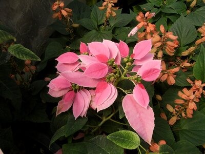Christmas autumn leaves pink